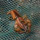 Faxonius eupunctus crayfish caught in a mesh
